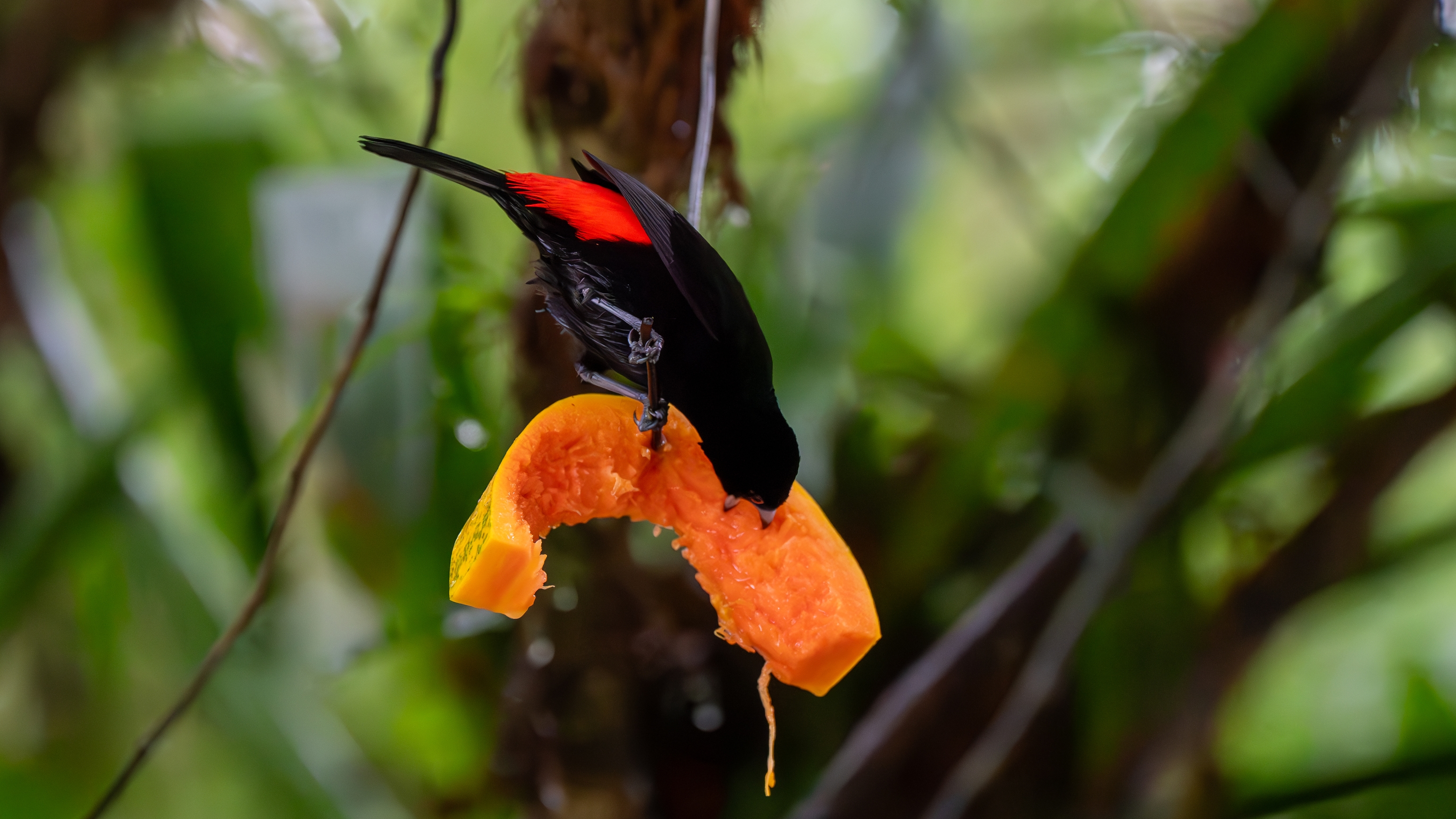 Kirschtangare ist ein mittelgroßer Sperlingsvogel. Diese Tangare ist ein ansässiger Brüter im pazifischen Tiefland von Costa Rica und Westpanama.
Erwachsener Plum. nuptial

Wald: Feuchtebene, Feuchtberg; Buschwald: feucht; Künstliche terrestrische Gebiete: landwirtschaftliches Land, Weiden, Plantagen, ländliche Gärten